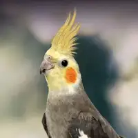 looking for cockatiel  bird for a senior person