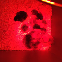 Brahma chicks for sale