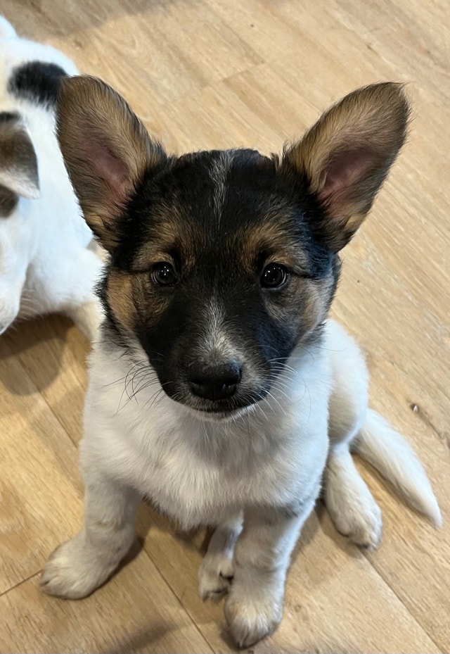 Female Blue Heeler Husky Mix Dogs & Puppies for Rehoming Kamloops