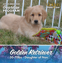 Guardian Home Wanted For Golden Retriever