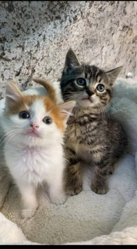 Kittens for adoption 