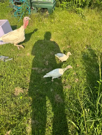 Heritage turkey poults not on any heat, roosting with the mom. Nargansett/royal palm crosses. Straig...