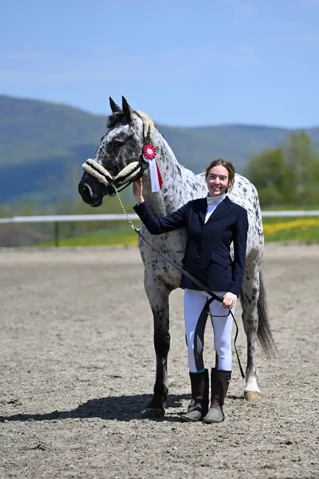 Appaloosa à vendre au sevrage in Horses & Ponies for Rehoming in Saint-Jean-sur-Richelieu - Image 4