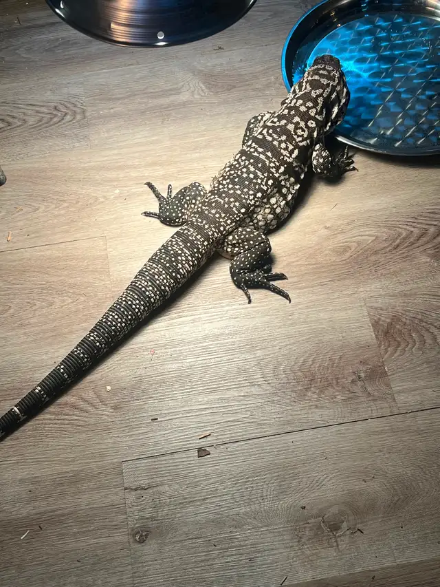Male Argentine black and white tegu in Reptiles & Amphibians for Rehoming in Kawartha Lakes - Image 6