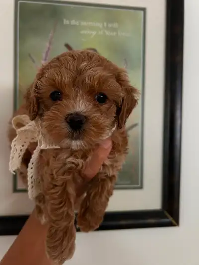 So beautiful maltipoo puppies (Maltese/poodle), View more