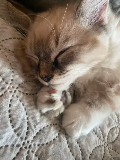 Rare Lynxpoint Ragdoll Kittens, View more