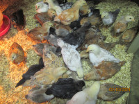 chicks 21  available 3 week old as of 18th April