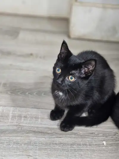 Black kittens, View more