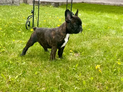 Gorgeous Purebred Frenchies are ready for their loving forever homes They are raised in our home wit...