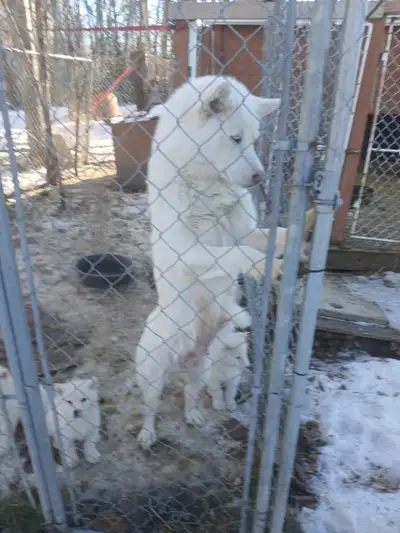 Alaskan Malamute Pups, View more