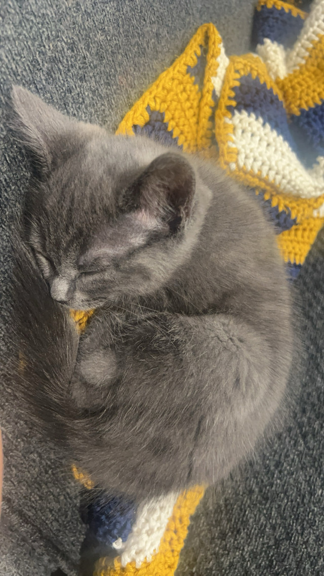 Kitten for sale  in Cats & Kittens for Rehoming in Oshawa / Durham Region - Image 2