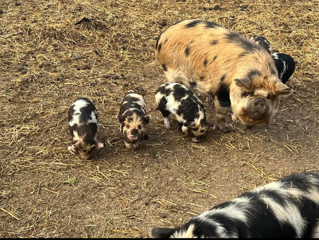 Kune kunes in Livestock in La Ronge - Image 3