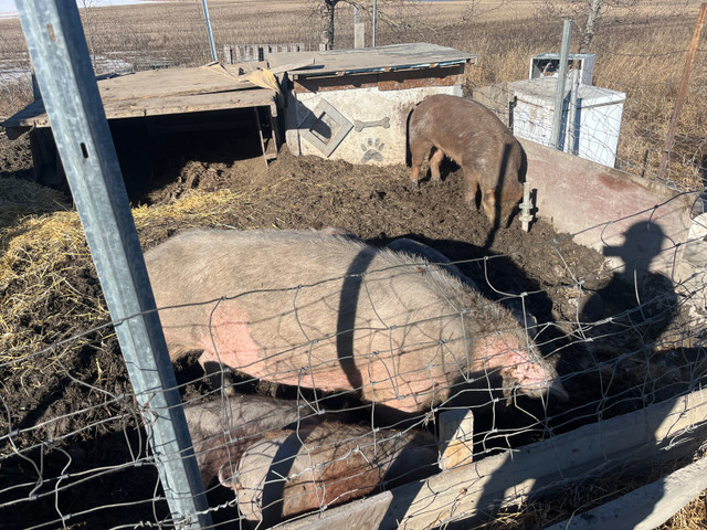 Pigs forsale in Livestock in La Ronge