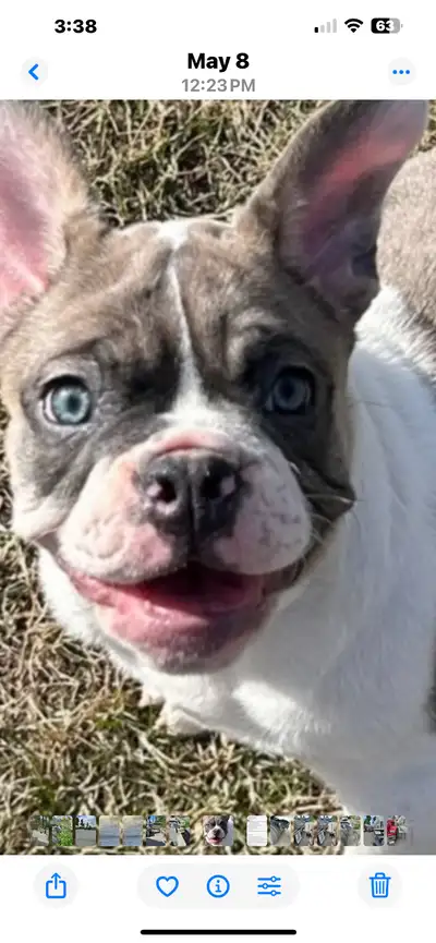 She is a blue fawn . Started house training and is kennel trained. Gets along with other dogs. For m...