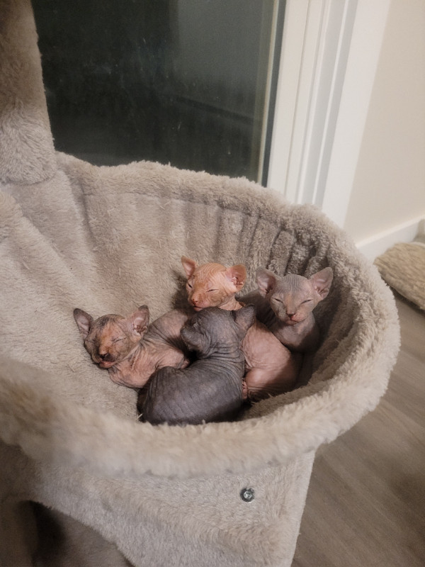 Sphynx kittens. Available May 10 2024 in Cats & Kittens for Rehoming in Summerside - Image 3