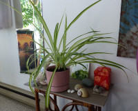 spider plant 17 inch leaves in 6 inch po,t other  ones also $6.+