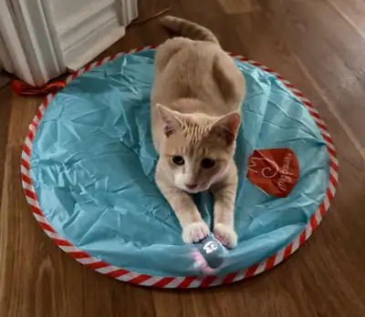 Playful Male Kitten Looking for a Loving Home, View more