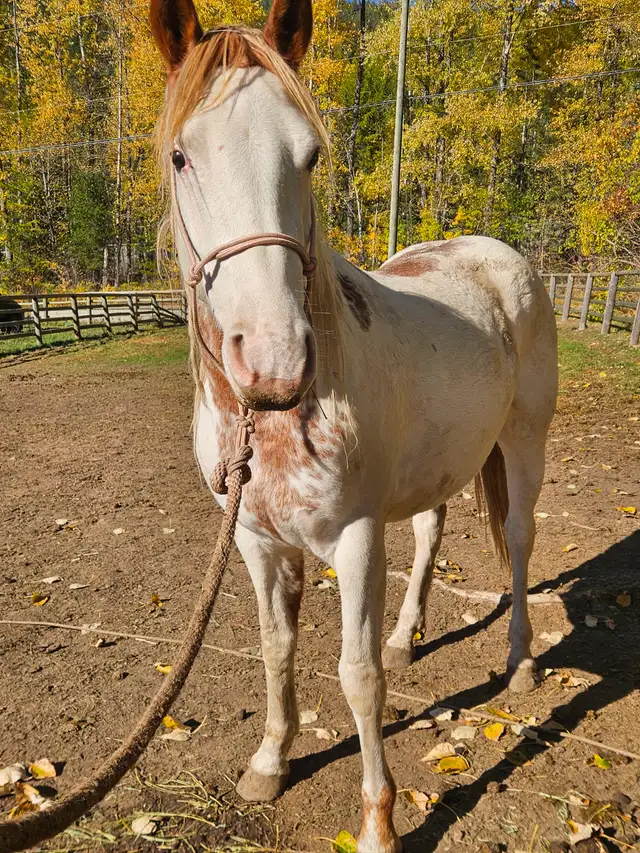 Flashy wildie mare in Horses & Ponies for Rehoming in Nelson - Image 5