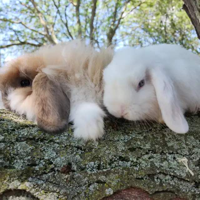 EXTRAORDINARY NETHERLAND DWARF, Mini rex, Holland lop baby bunny in Small Animals for Rehoming in Cape Breton - Image 5