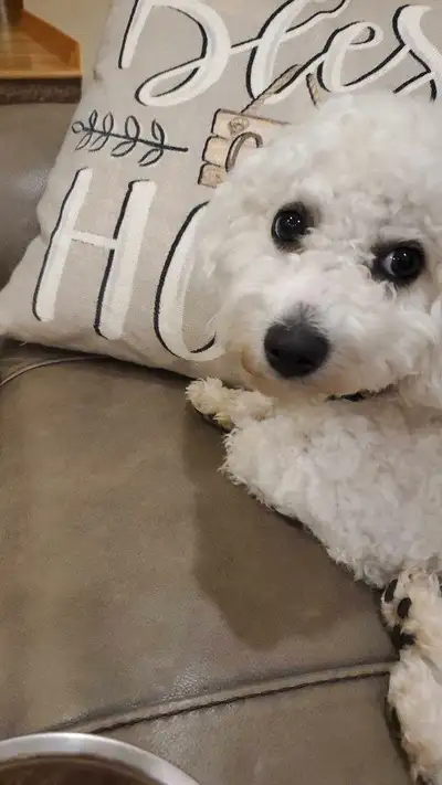 This super cute bichon frise` puppy needs a new home. She is born on August 30, is house trained and...