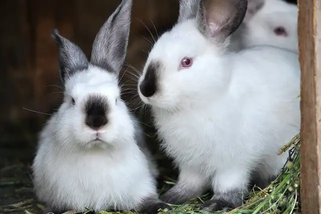 Adorable Pet Rabbits Looking for Their Forever Homes! in Small Animals for Rehoming in Moncton - Image 4