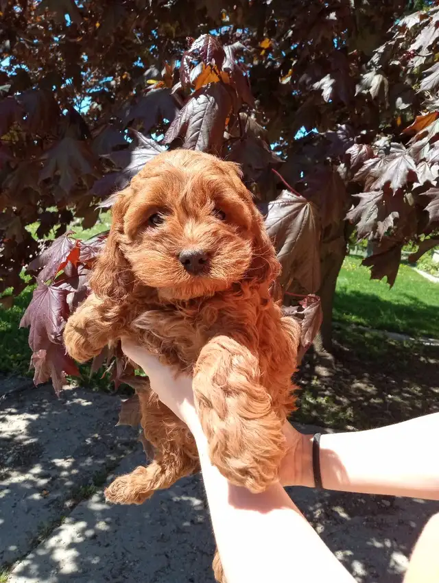 Cockapoo 3 puppies are looking for home in Dogs & Puppies for Rehoming in Oakville / Halton Region - Image 10