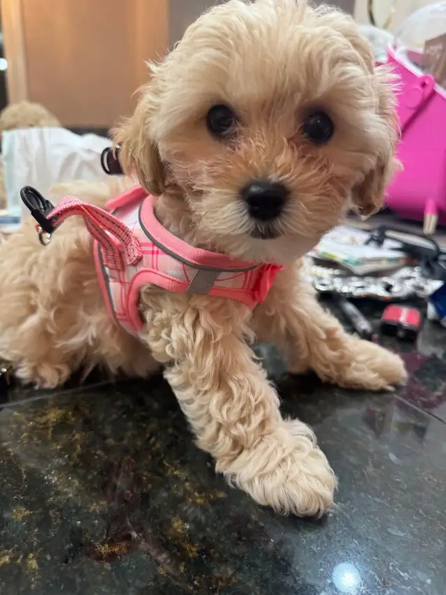 Toy Poodle/Shihpoo  in Dogs & Puppies for Rehoming in Markham / York Region - Image 11