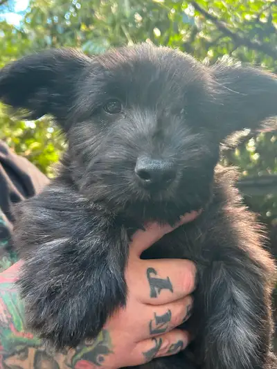 Skye Terrier Puppies, View more