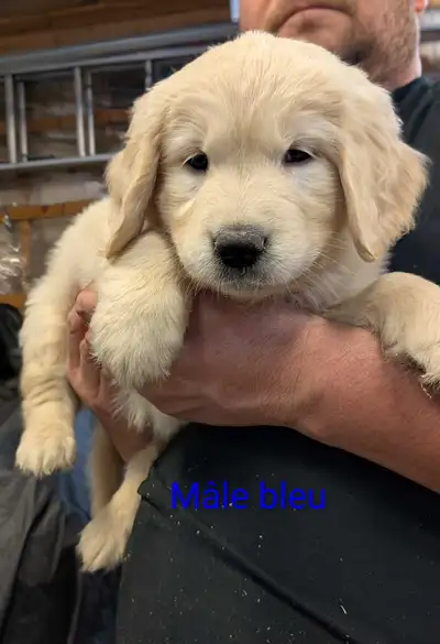 Golden retriever Prêt à partir lundi 13 avril!Tous Réserver!!, View more