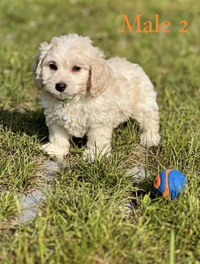Prêts a partir Rencontrez nos adorables boules de joie ! Nos magnifiques chiots Cockapoo sont enfin...