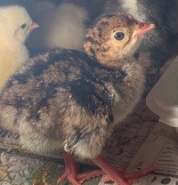Ridley Turkey poults (rare Canadian heritage breed)