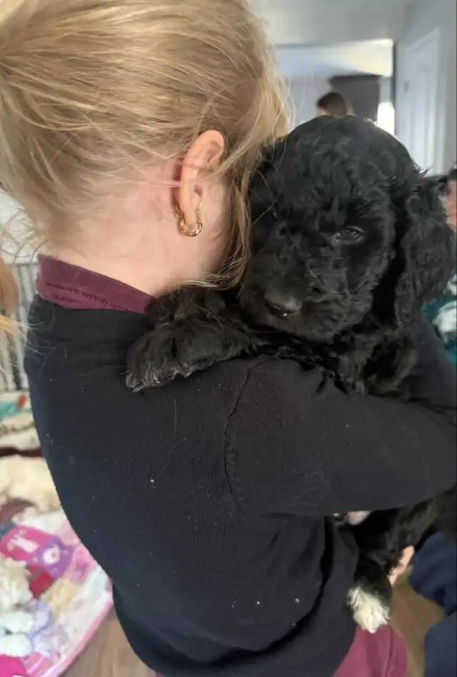 Goldendoodle 3 ime generation in Dogs & Puppies for Rehoming in Gatineau - Image 6