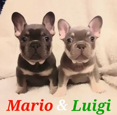 2 Mâles  ! French bulldog / Bouledogue français !!!, View more