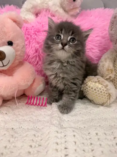 ❤️ Siberian kitten ❤️(437) 292-1163, View more