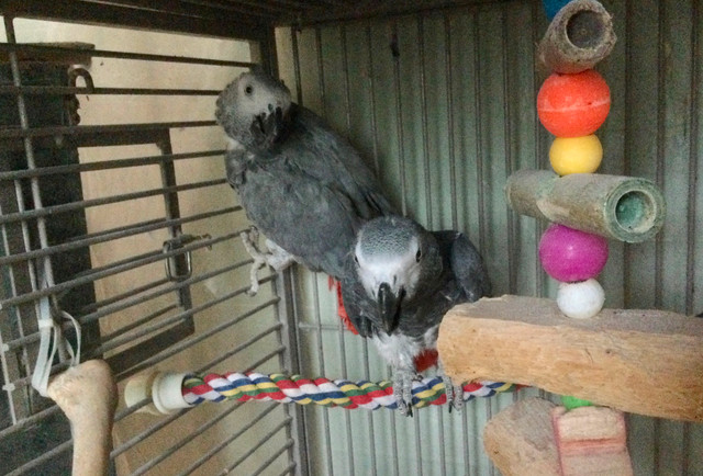 Congo African Grey Breeding Pair in Birds for Rehoming in St. Catharines