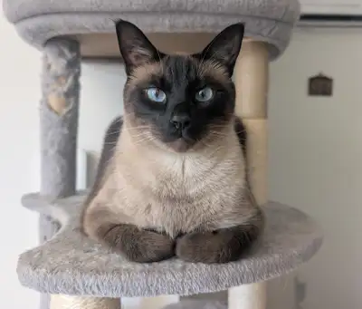 5 year old male Siamese looking for his forever home , View more