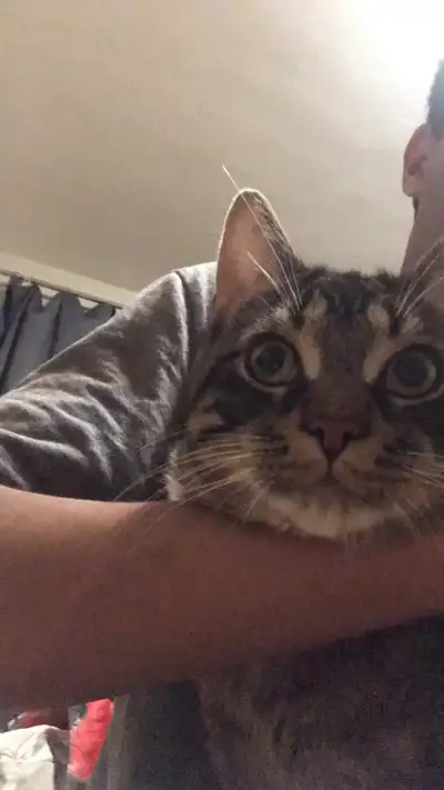 Chat de 8 Mois Il sait Utiliser la litière Il est un peu timide mais s’habitue rapidement