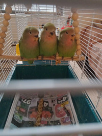 baby love bird peach face hand fed friendly Male and female 