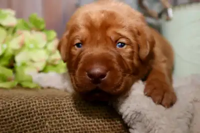 Wild Country Ranch Retrievers is accepting reservations for our Spring ‘25 litter of fox red Labrado...