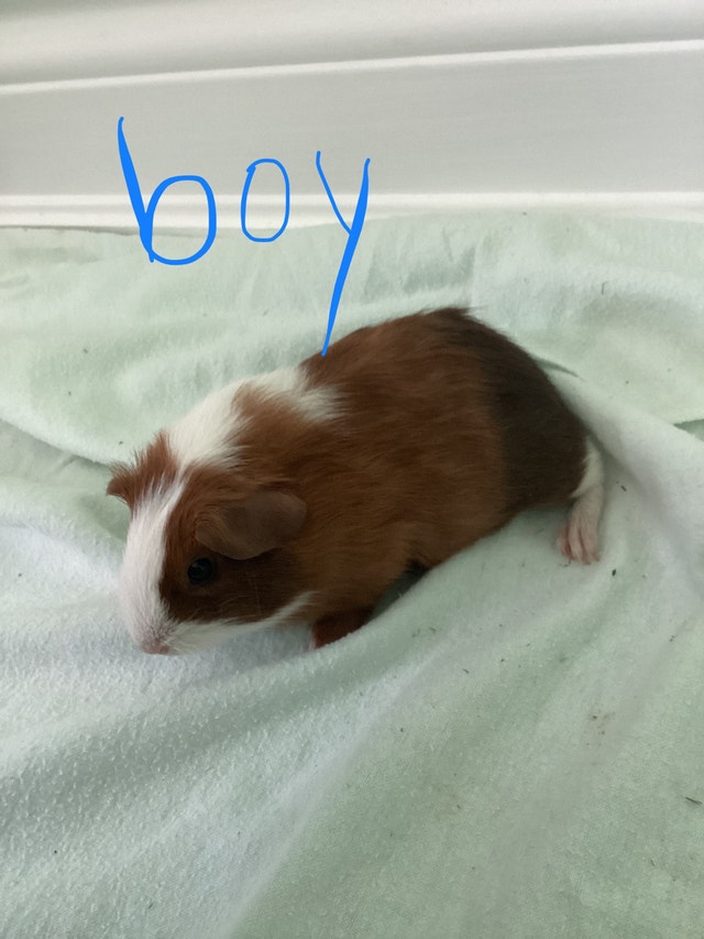 Cute baby guinea pig for sale Small Animals for Rehoming Markham