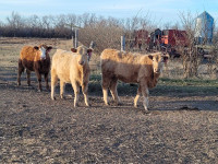 Replacement Heifers 