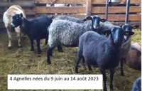 Mouton, agnelle