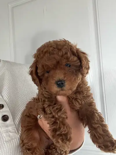 Red shipoo puppies , View more
