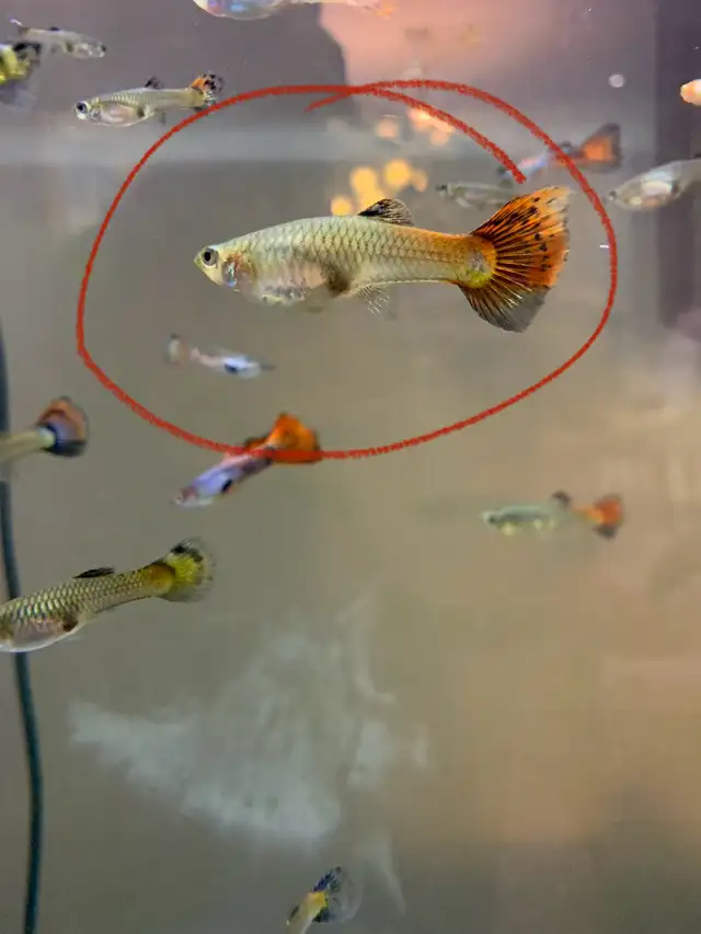 Selling 100 Orange Black Dumbos **juvenile** Guppies for $50 in Fish for Rehoming in City of Toronto - Image 4