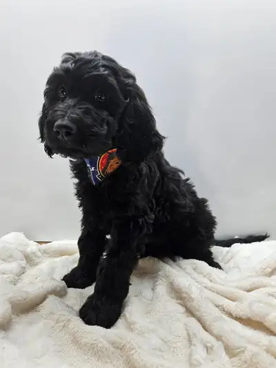 Goldendoodle Puppies, View more