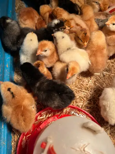 chicken chicks $4, View more