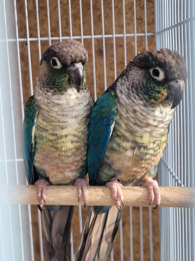 mutation Green cheek Conures  in Birds for Rehoming in Barrie