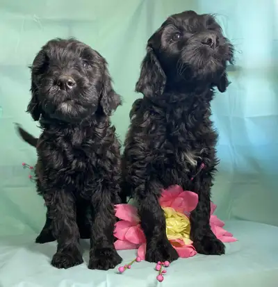 Sweet and cuddly, Hypo-allergenic 8 week old Toy and Mini Poodle cross. Tuxedo Female (purple Collar...