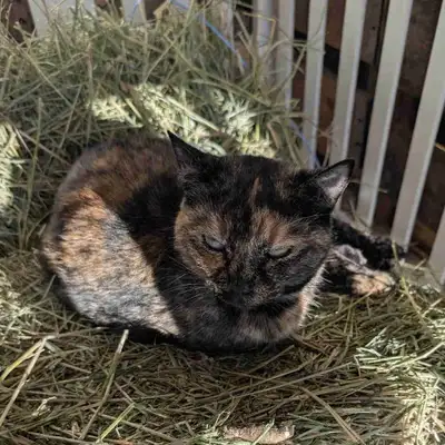 Barn Cats for Rehoming , View more