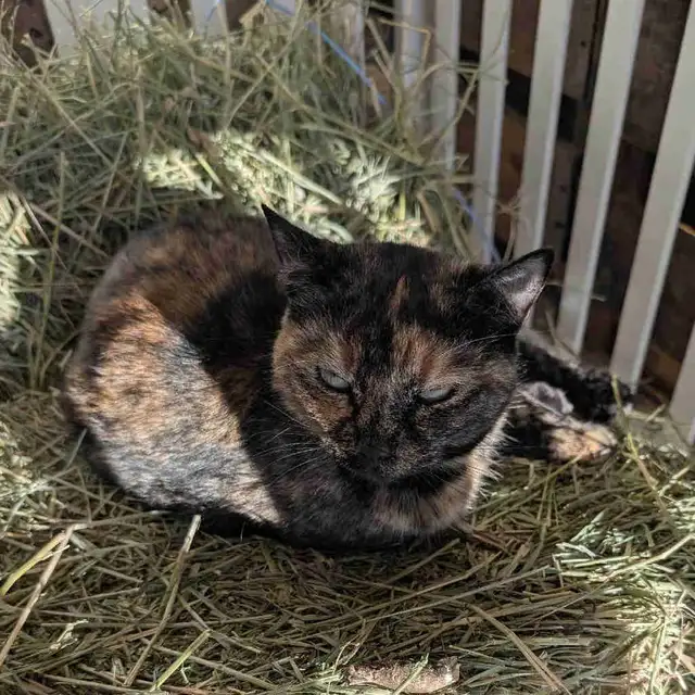 Barn Cats for Rehoming  in Cats & Kittens for Rehoming in Edmonton - Image 2